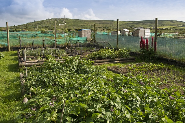 St Ives allotments beds