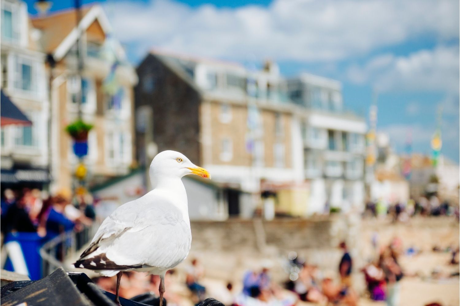 St Ives seagull