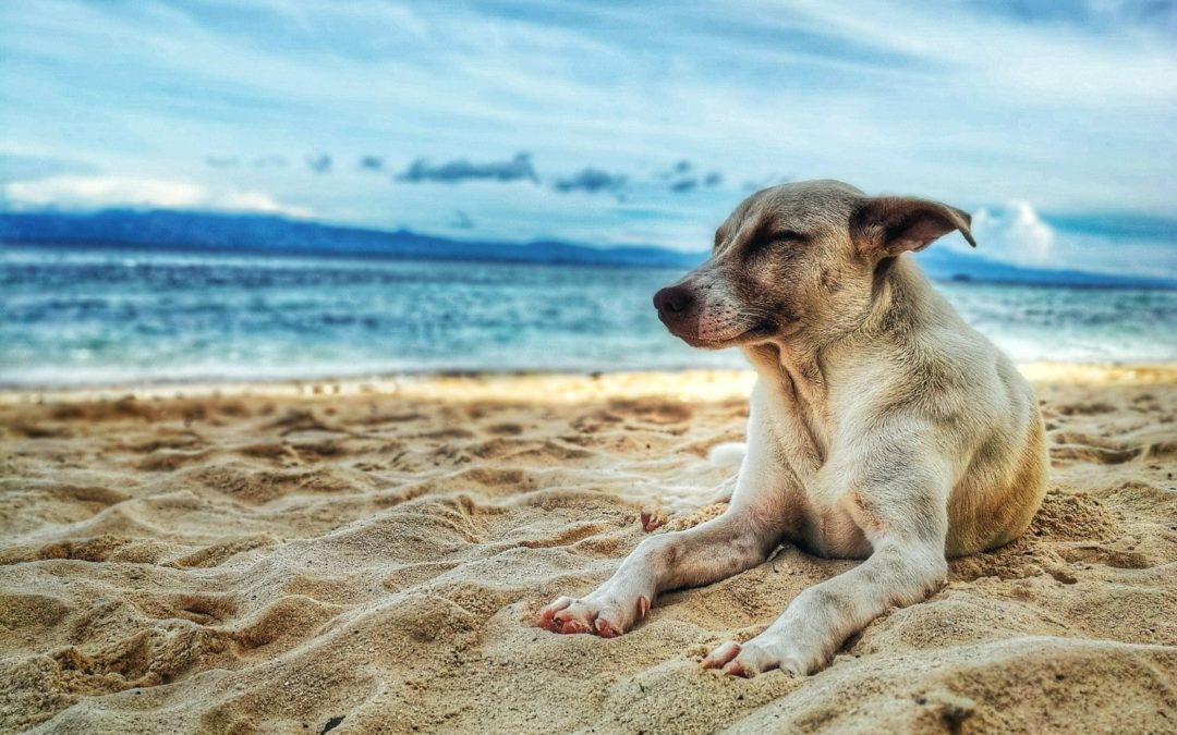 Advice for dog owners as summer beach restrictions end