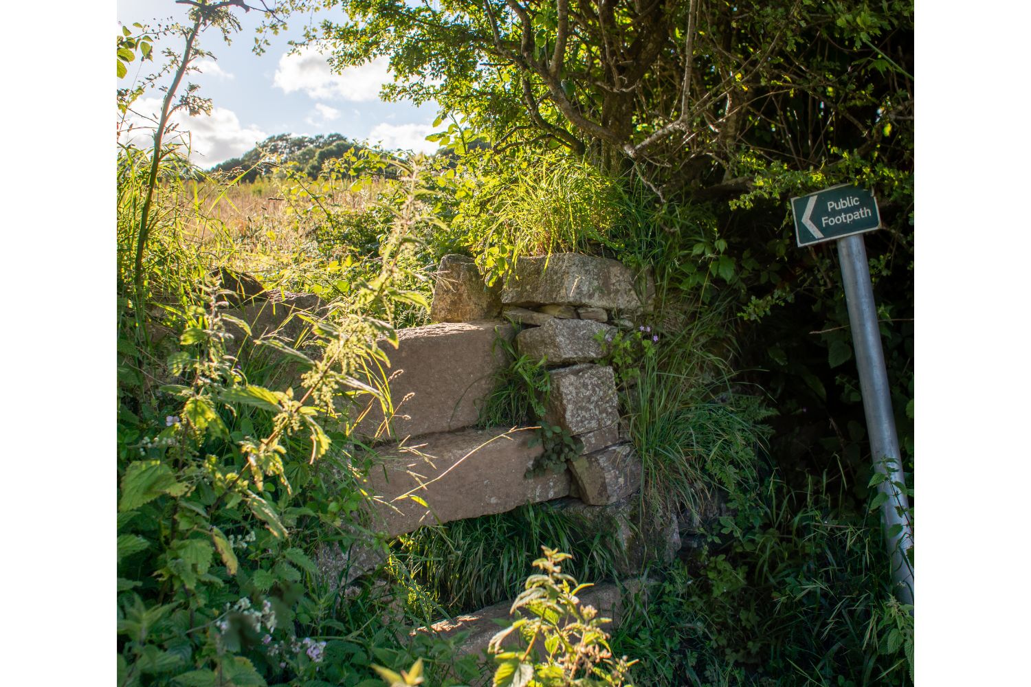 Cornish hedge