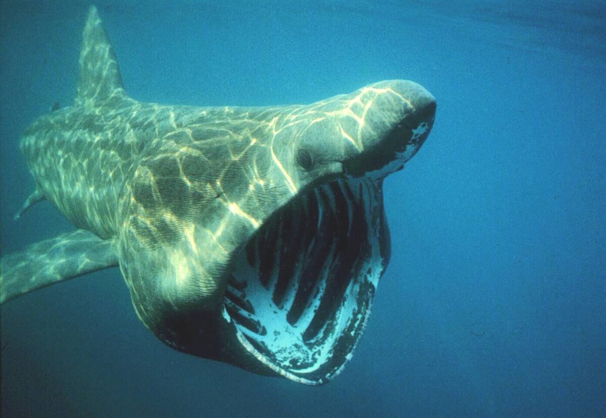 Basking Shark Tony Sutton