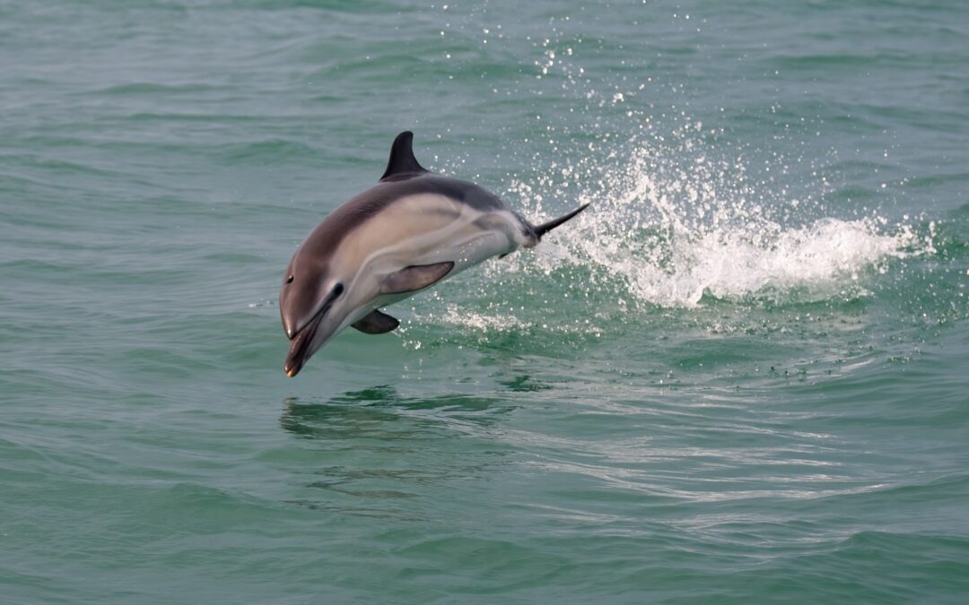 Ten marine species in Cornwall which need protection