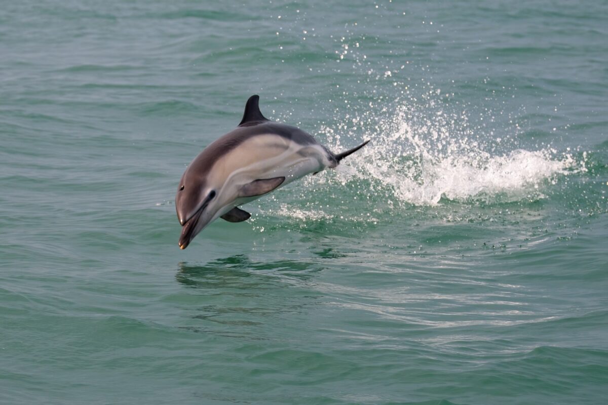 Common dolphin 