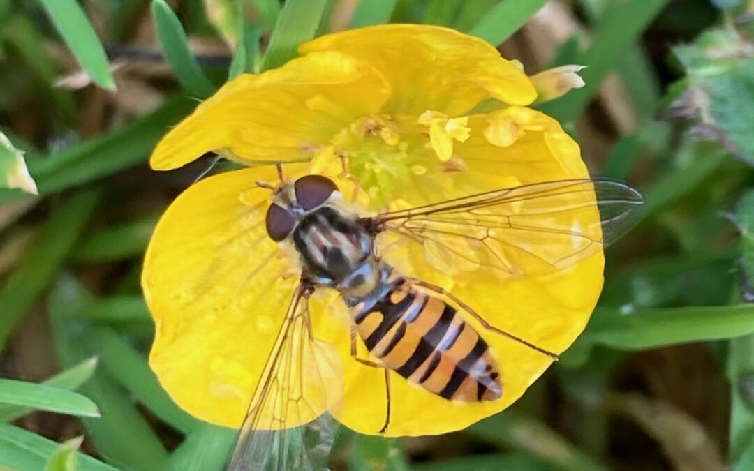 Urban space planting is boosting pollinator numbers