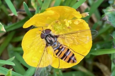 Pollinator Oliver Poole