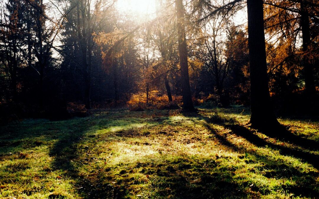 Saplings giveaway to boost Forest for Cornwall project