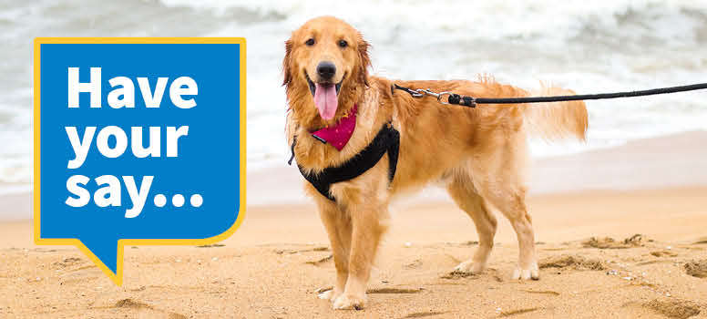 Dog on beach